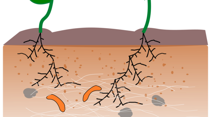 Mykorrhiza, maskar och bakterier samverkar under jorden